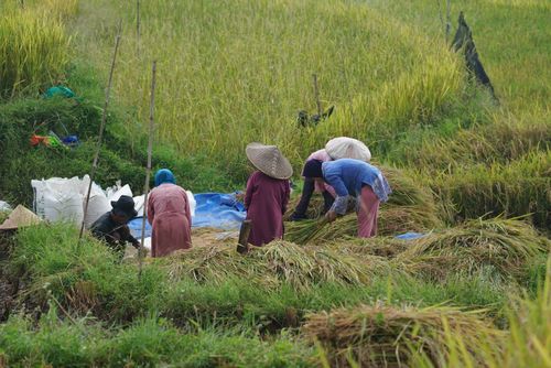 Free Group of farmers working together in a verdant rice paddy, showcasing traditional harvest techniques. Stock Photo