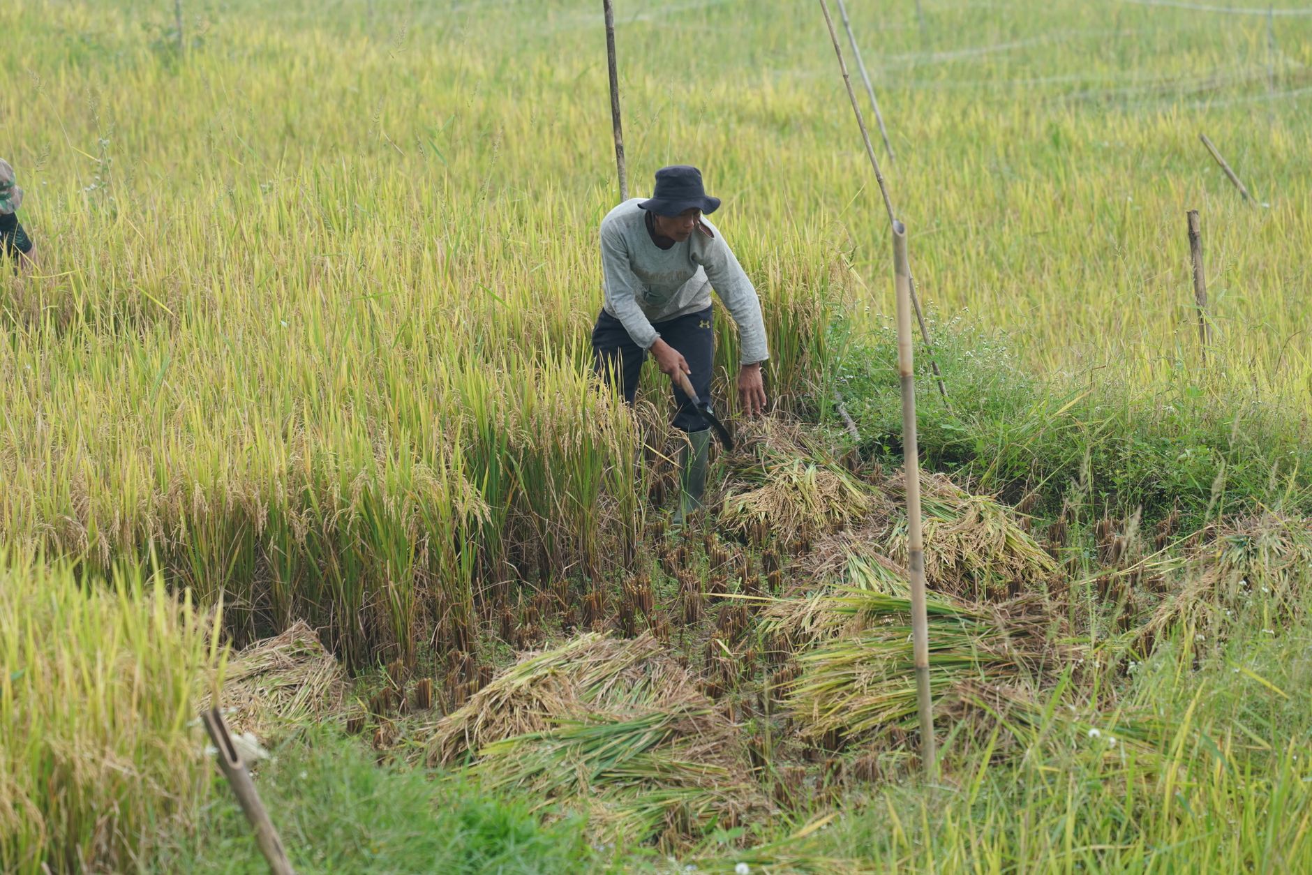 Travailleurs coupant le riz mûr lors de la moisson saisonnière
