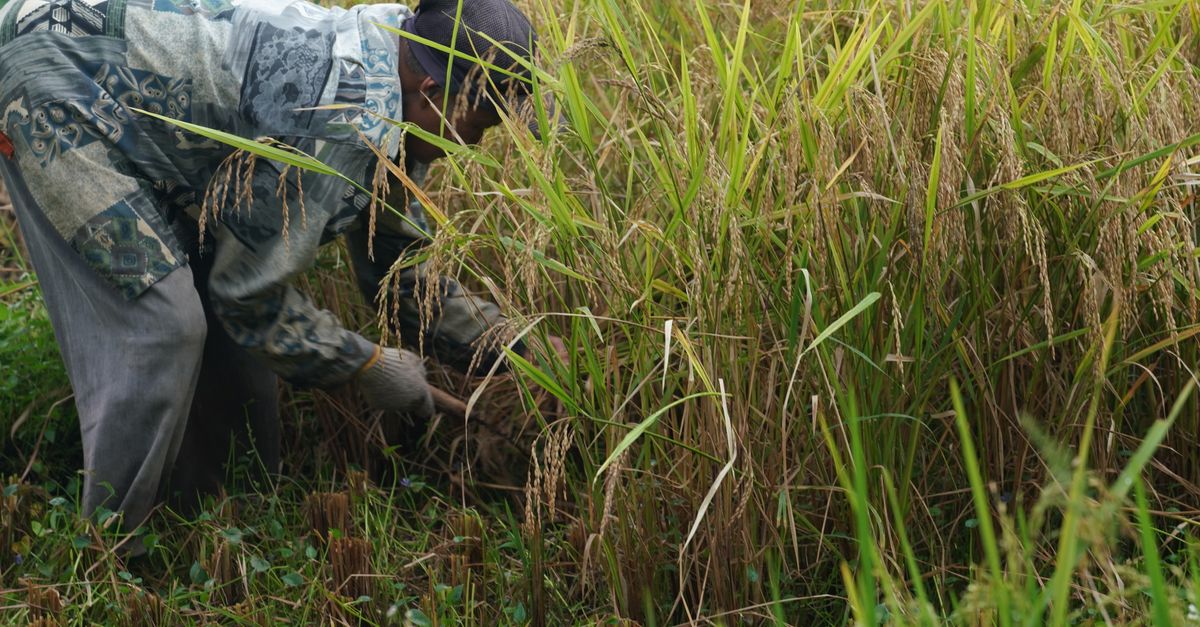 Les rituels coréens autour de la saison de la récolte