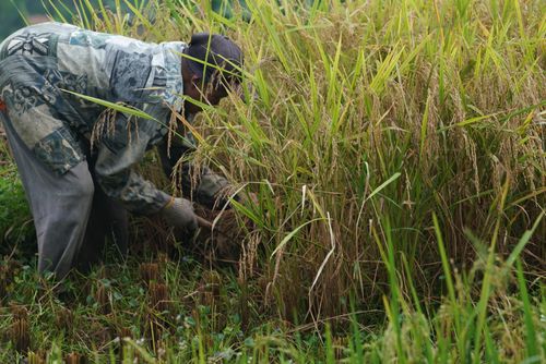 Free A farmer works diligently in a lush green rice field, showcasing traditional agricultural practices. Stock Photo