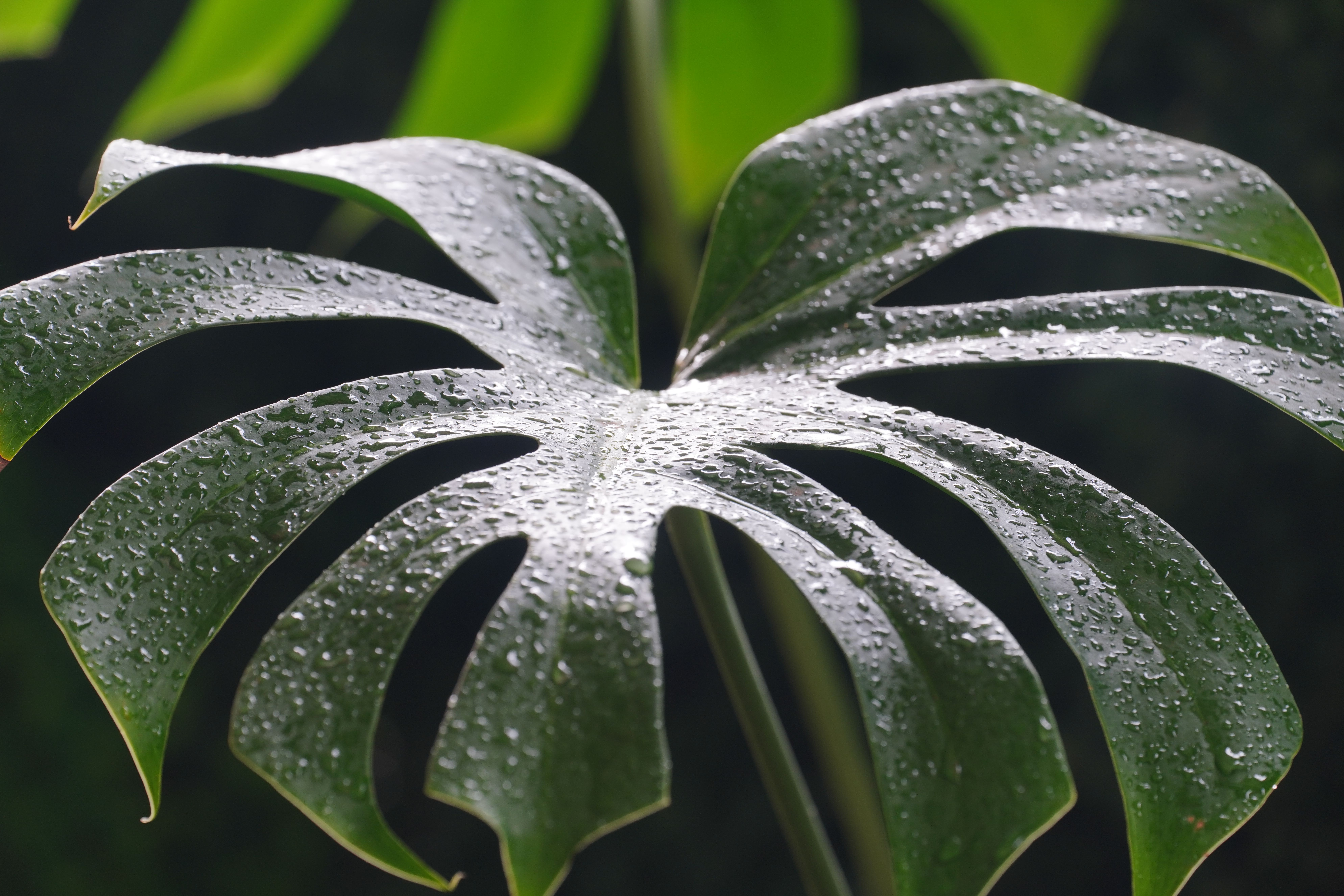 Wet monstera leaf with water drops  Free Stock Photo