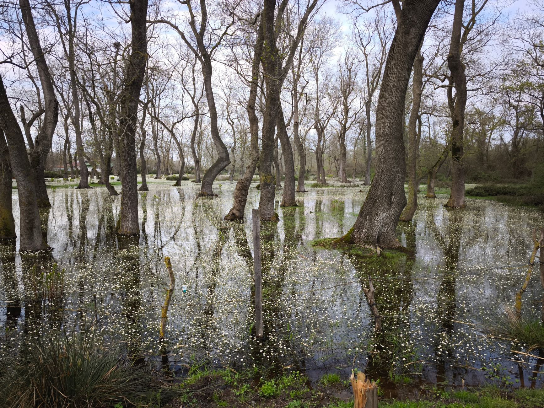 Onderzoek overstromingen 2024: waterschap oorzaak, niet regen