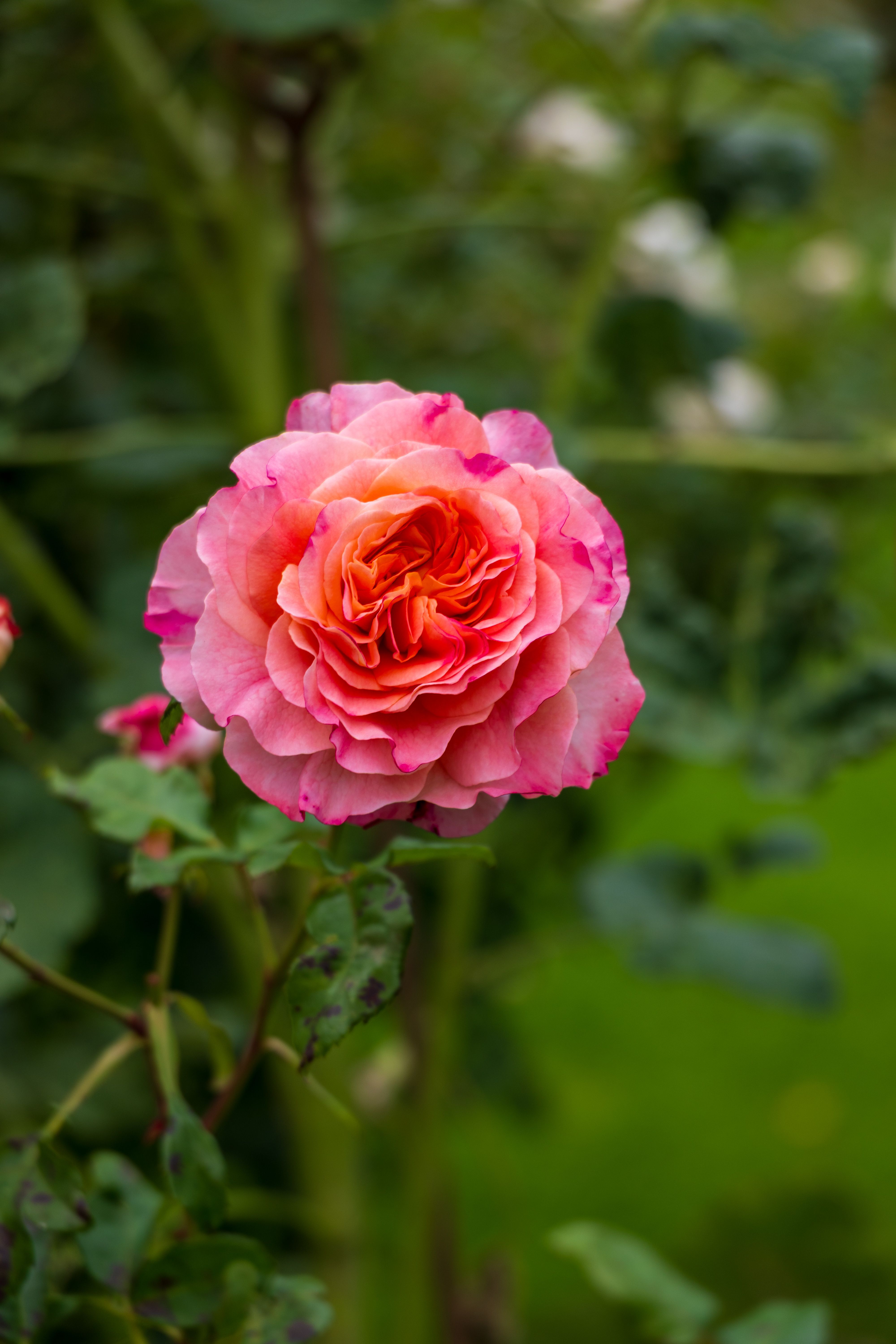 Close-up of Vibrant Pink Rose in Garden · Free Stock Photo