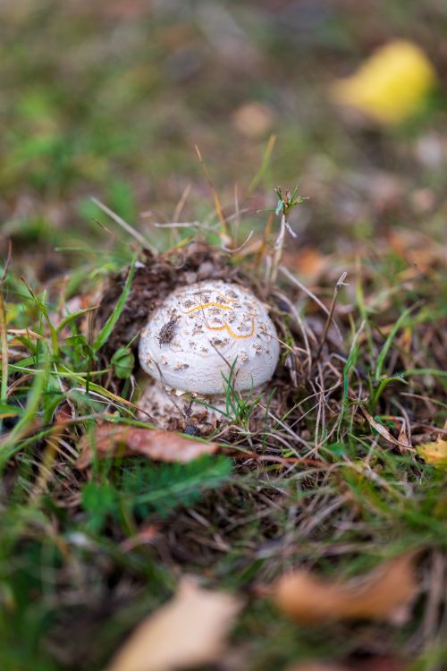 Free Close-up of a white mushroom emerging from the earthy forest floor amidst grass and leaves. Stock Photo