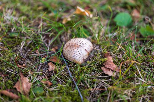 Free Close-up of a speckled mushroom nestled on a forest floor surrounded by grass and leaves. Stock Photo