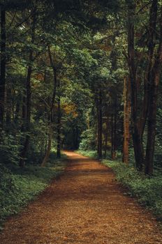 Enchanting forest pathway winds through lush greenery in Switzerland, evoking a peaceful summer atmosphere.