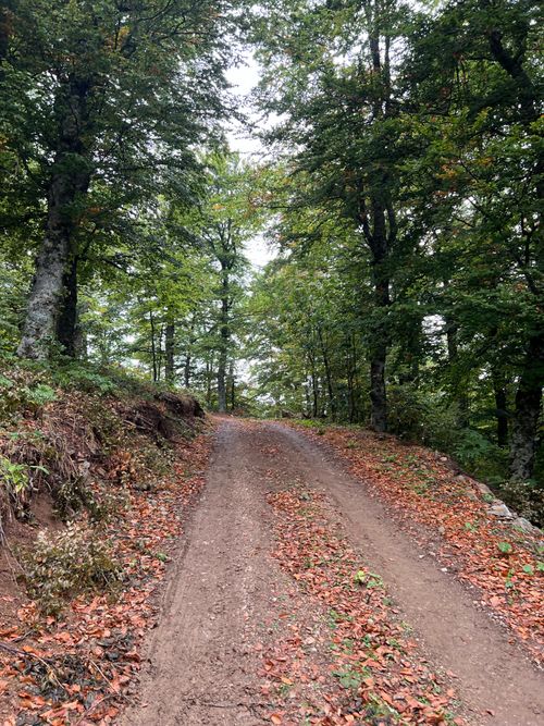 Free A tranquil dirt path winds through a lush forest in Jablanica, Municipality of Struga. Stock Photo