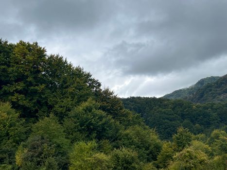 A dense forest in mountainous terrain under an overcast sky, showcasing lush greenery.