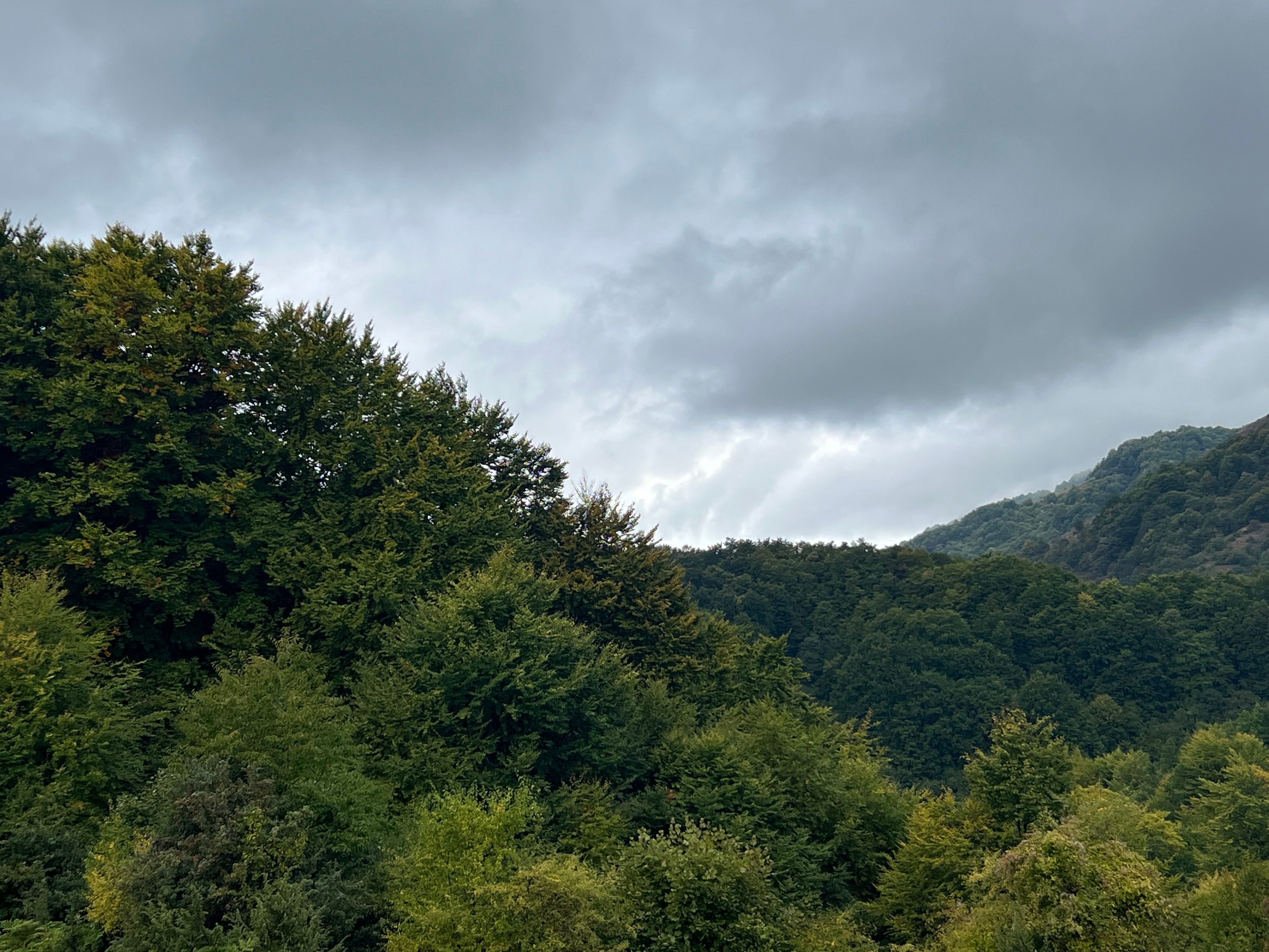 Lush Forest Landscape Under Cloudy Sky · Free Stock Photo