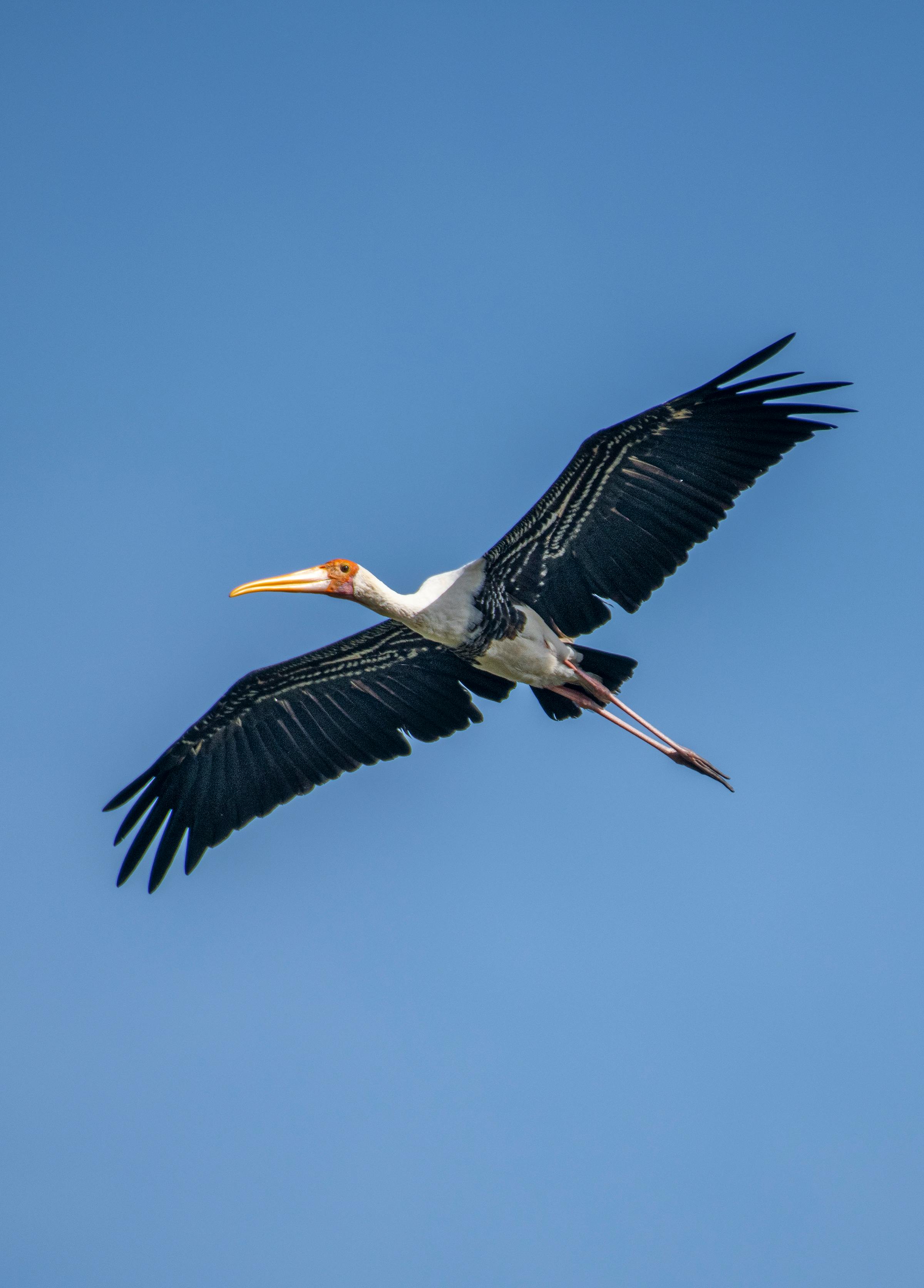 好的，我会按照您的要求进行句子的优化
