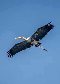 好的，我会按照您的要求进行句子的优化