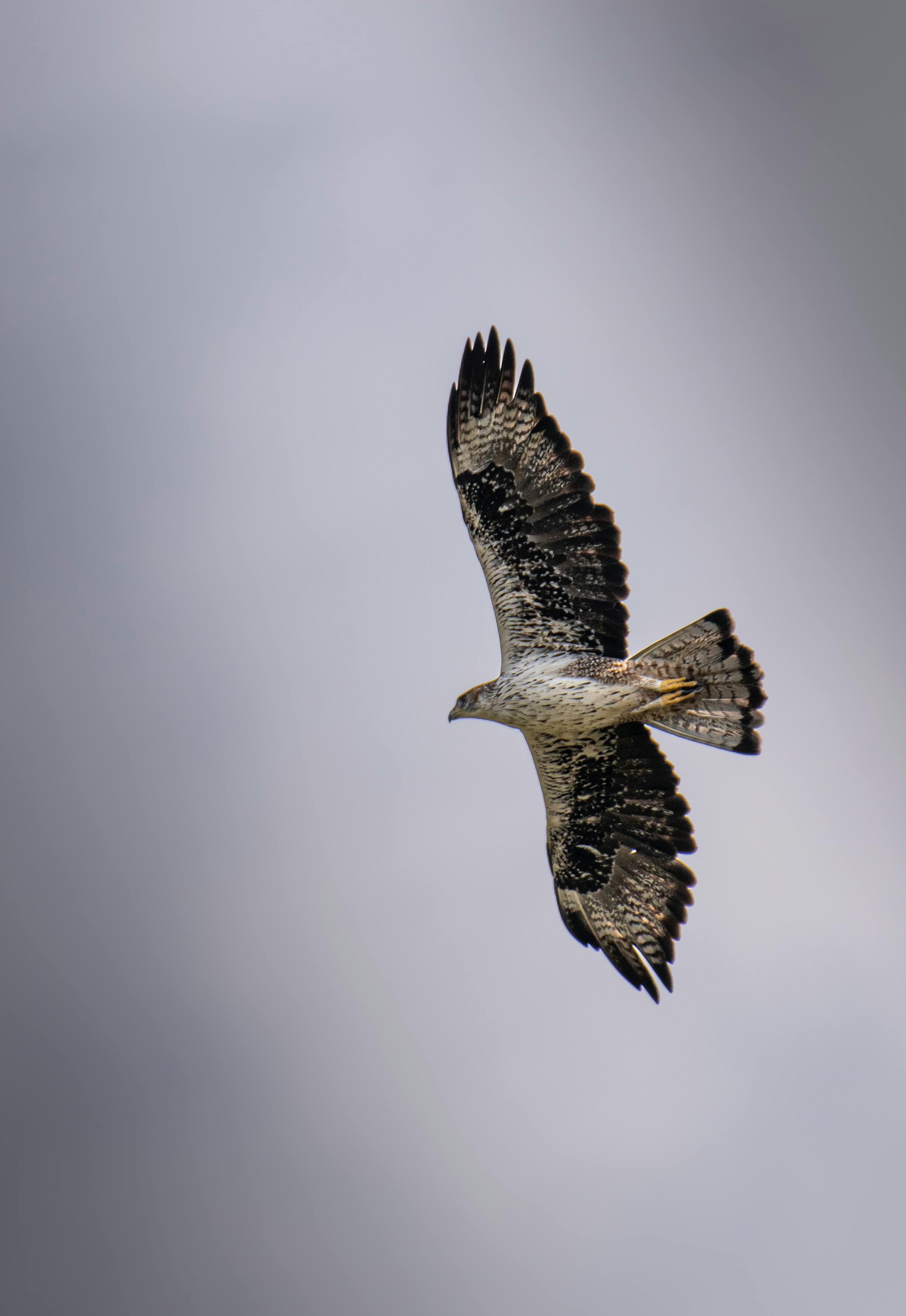好的，我会按照您的要求进行修改