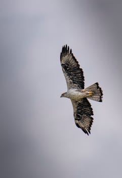 好的，我会按照您的要求进行修改