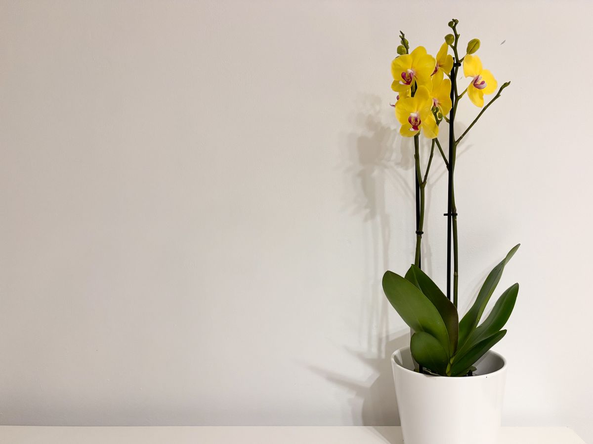 Orquídea florida em vaso
