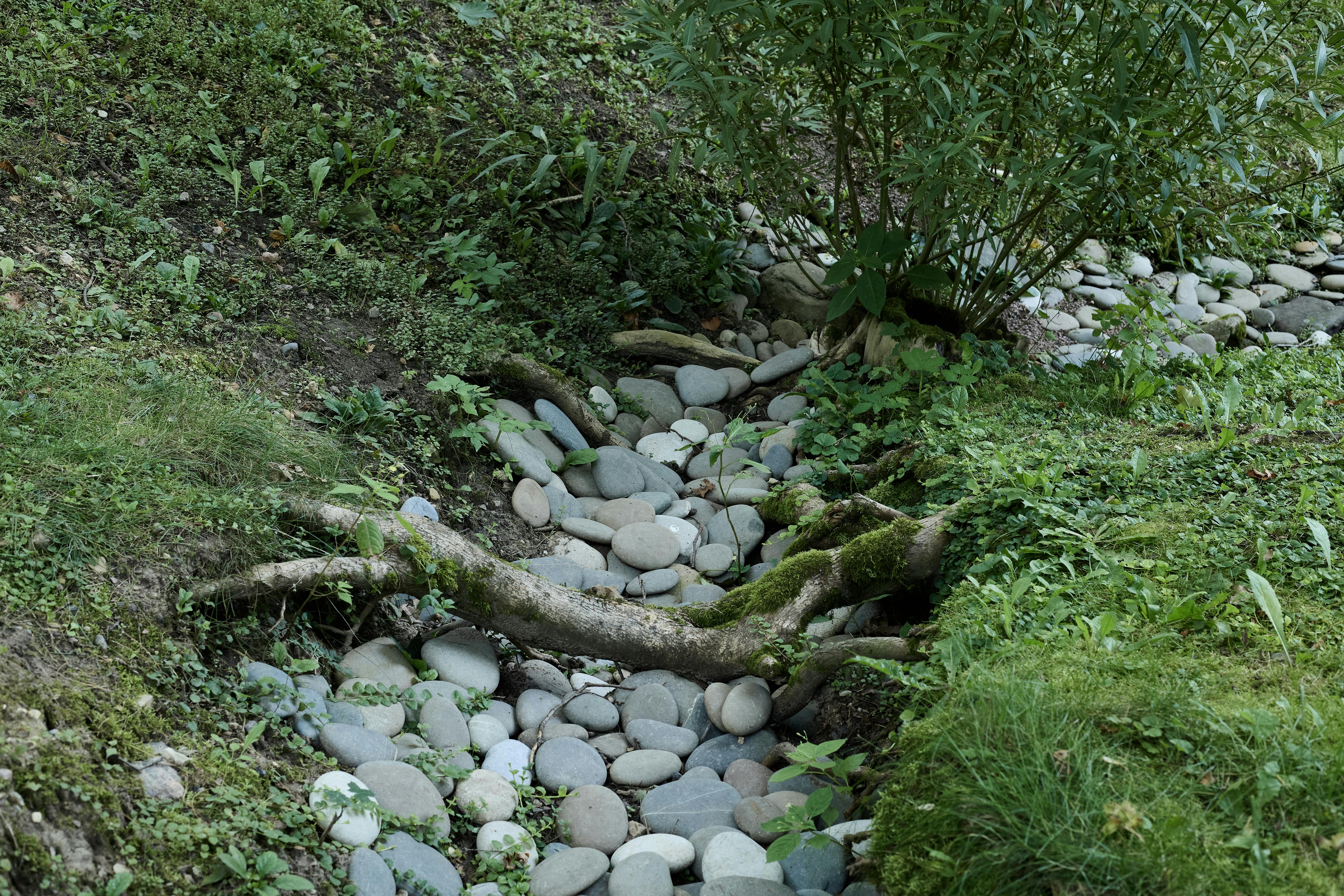 Effective Organic Farming Techniques for Weed Management