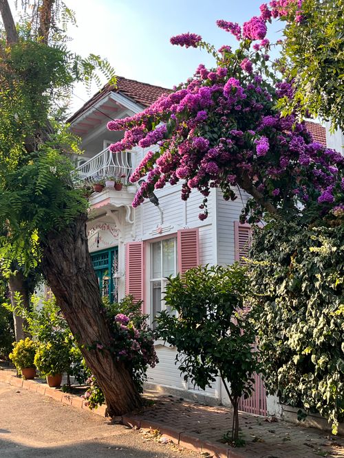 Free White house with vibrant bougainvillea and shutters on a sunny day. Stock Photo