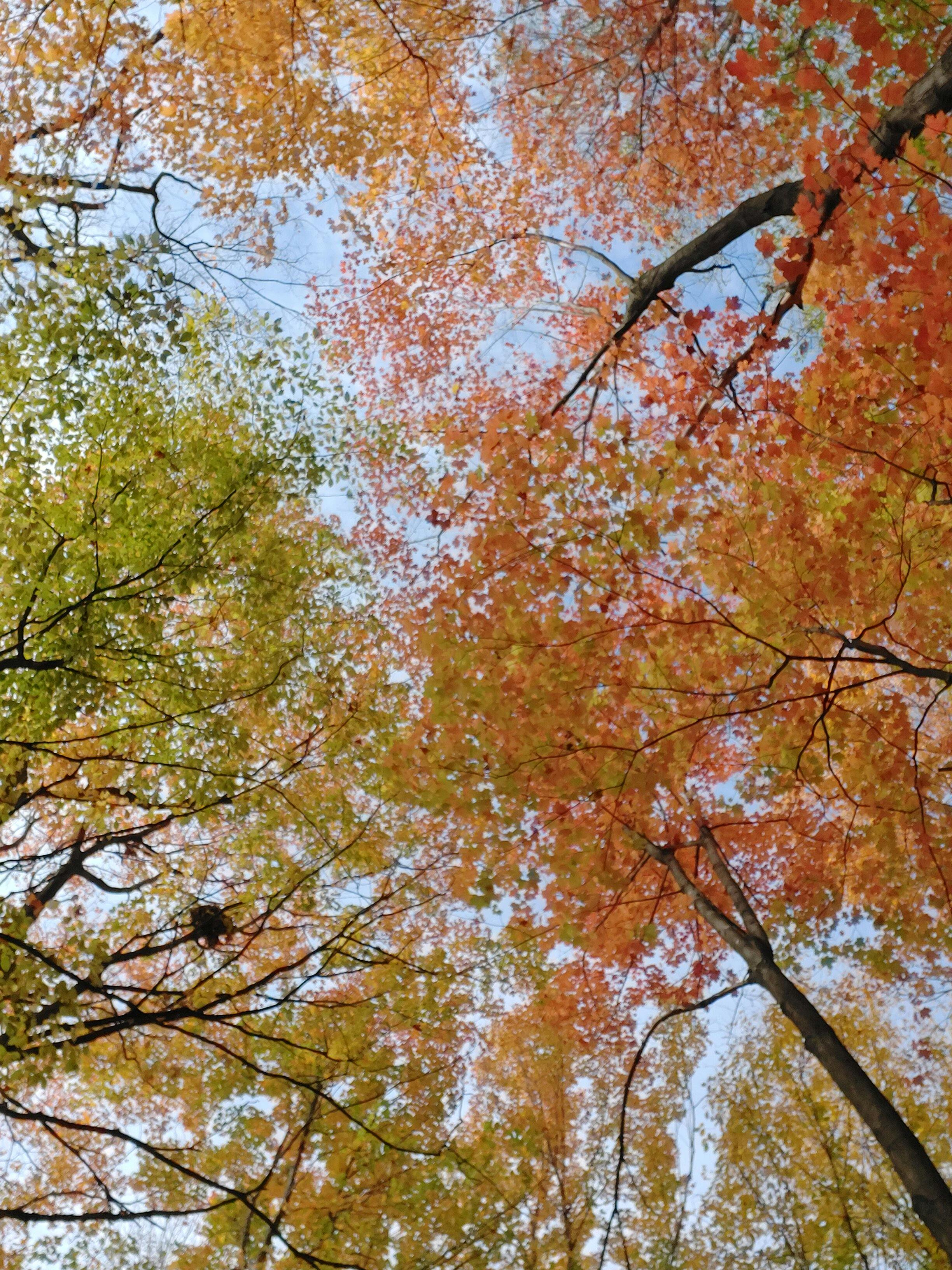 秋天是一年四季中的最后一个季节