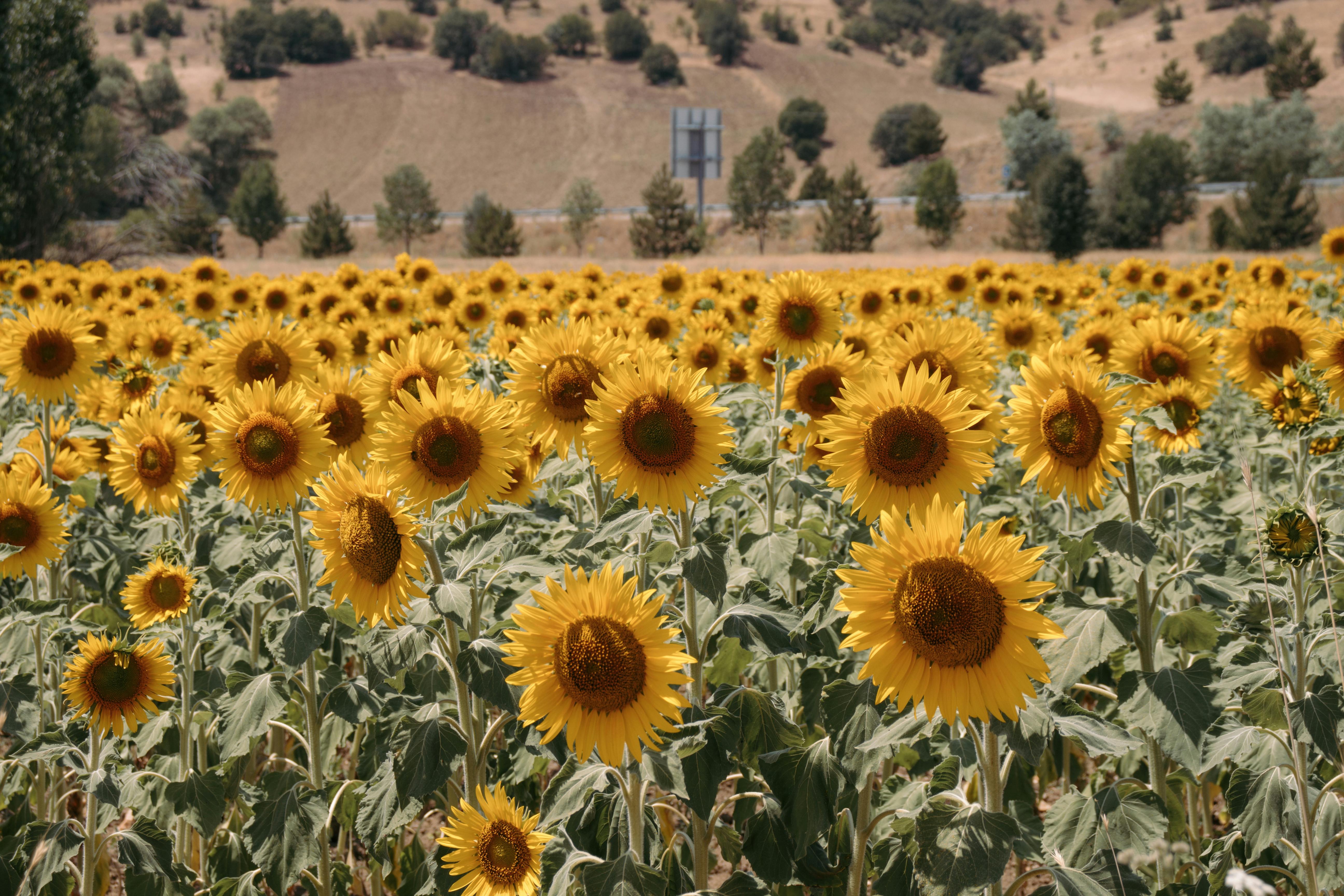 Cultivo de Noni: Requerimientos, Manejo y Potencial Bioactivo