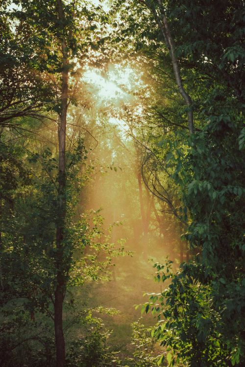 Free Captivating sunlight streaming through lush forest in a golden sunset ambiance in Santa Rosa de Calamuchita. Stock Photo