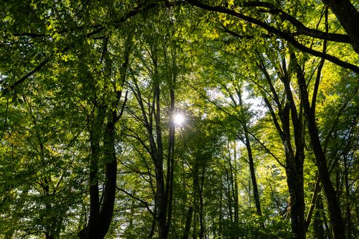Peaceful forest scene with sunlight streaming through green leafy canopy.