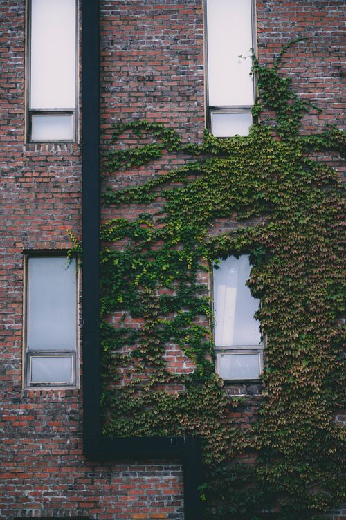 Free Urban scene of a brick wall with ivy and windows, showcasing architectural and natural contrast. Stock Photo