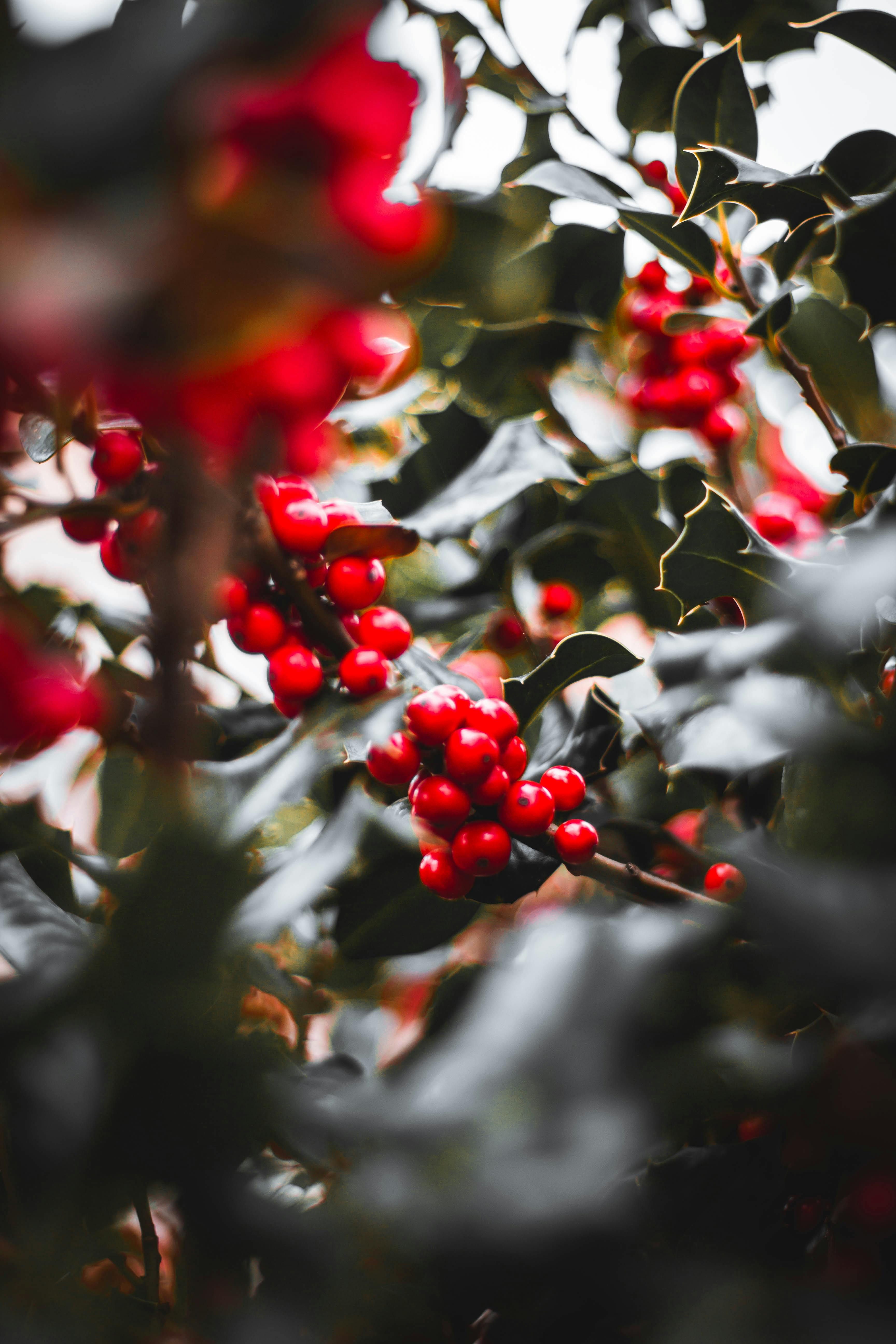 Close-up of vibrant red holly berries amidst green foliage, showing nature's seasonal beauty.