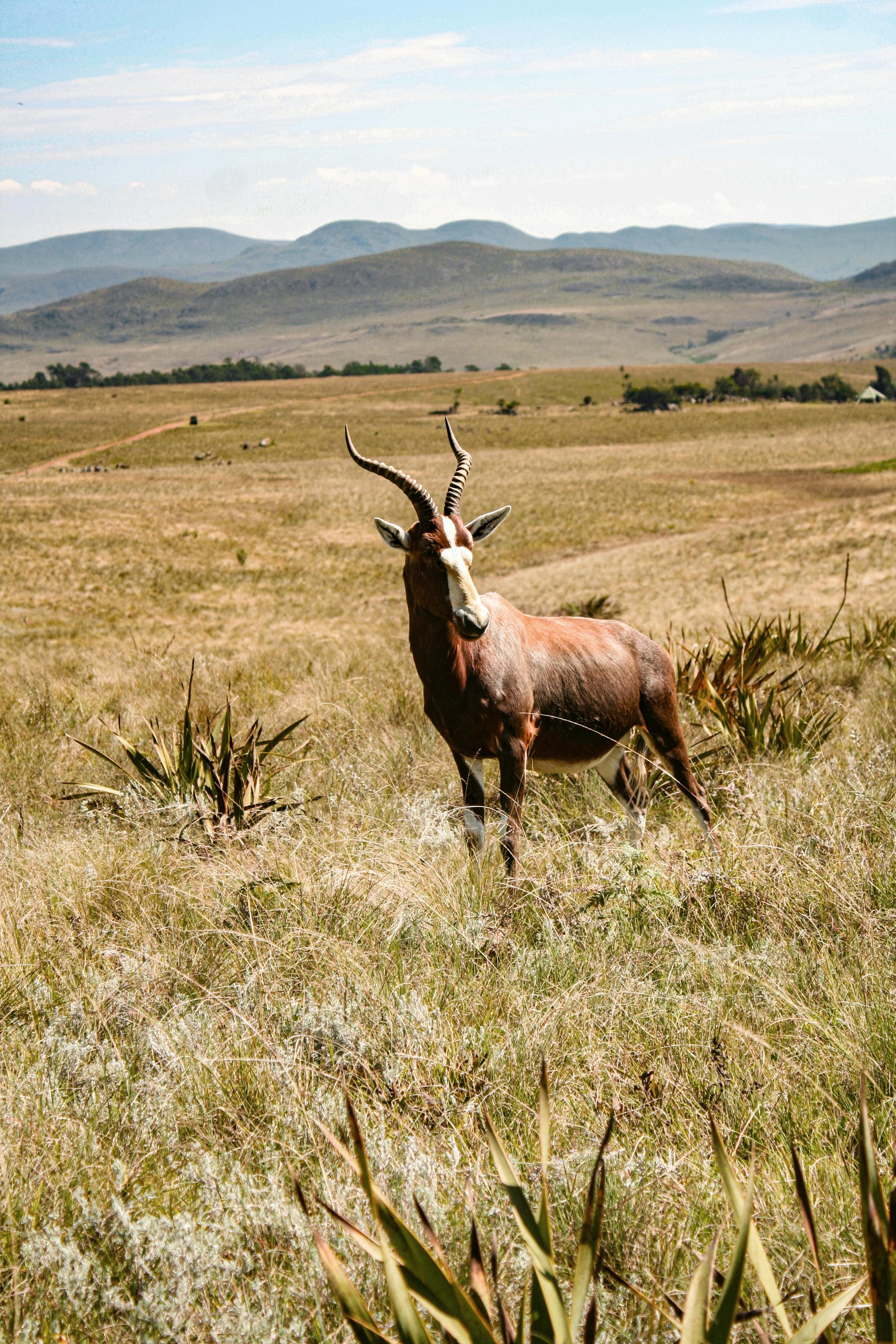 非洲女孩建筑免费库存照片：

1. 在非洲的某个角落，有一座古老的建筑，它的墙壁上雕刻着精美的图案