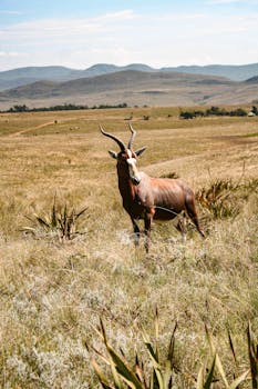 非洲女孩建筑免费库存照片：

1. 在非洲的某个角落，有一座古老的建筑，它的墙壁上雕刻着精美的图案