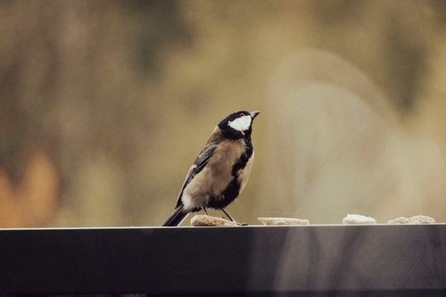 Free Great Tit bird perched on a railing outdoors in a serene setting. Stock Photo