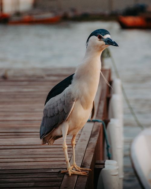 Free A Black-crowned Night Heron stands gracefully on a dock by a serene lake, captured at sunset. Stock Photo