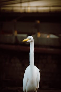 A majestic Great Egret stands serenely with a dark out-of-focus background, highlighting its elegance.
