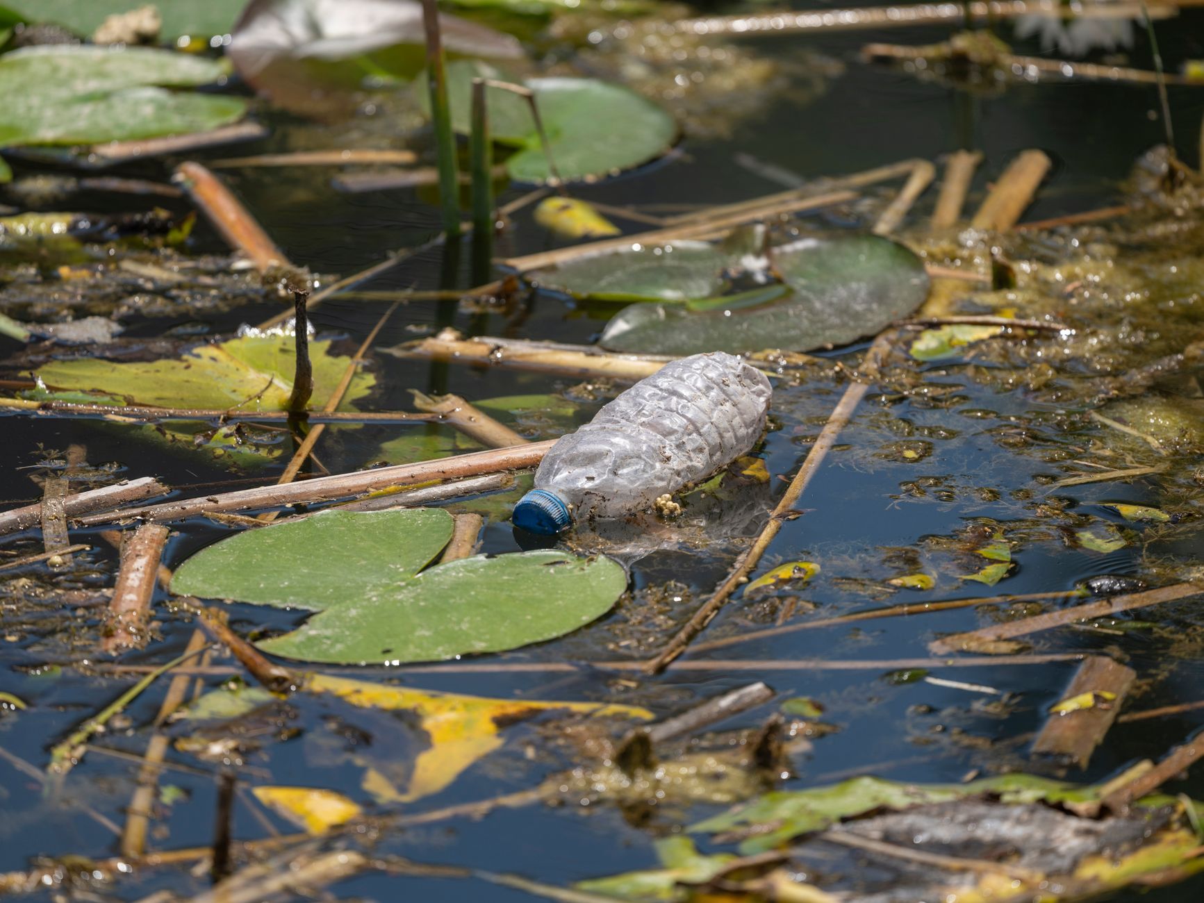 Onderzoek naar veiligheid zwemmen in water met PFAS