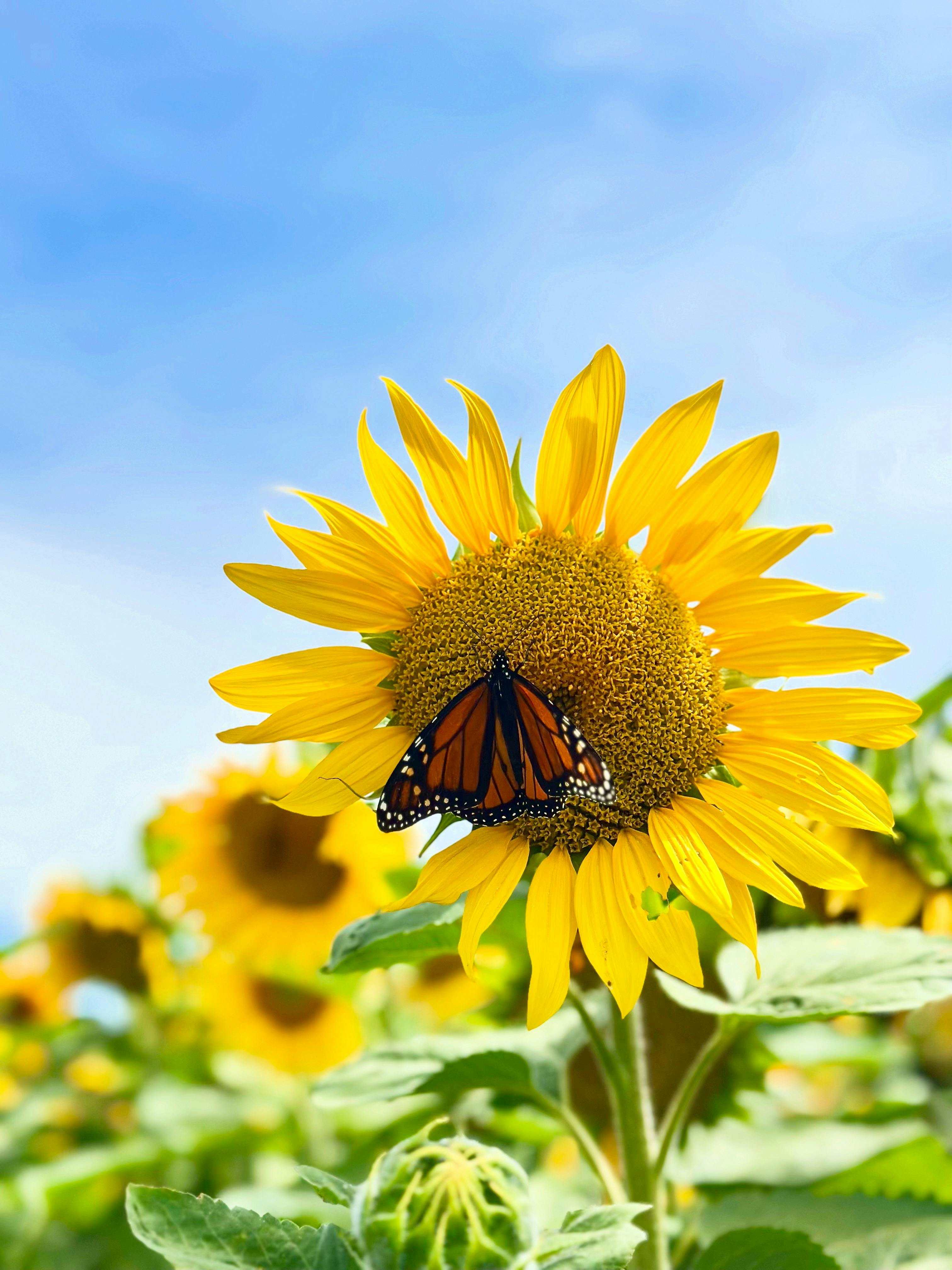 在蓝天下的田野里，特写镜头捕捉到一只帝王蝶栖息在明亮的向日葵上