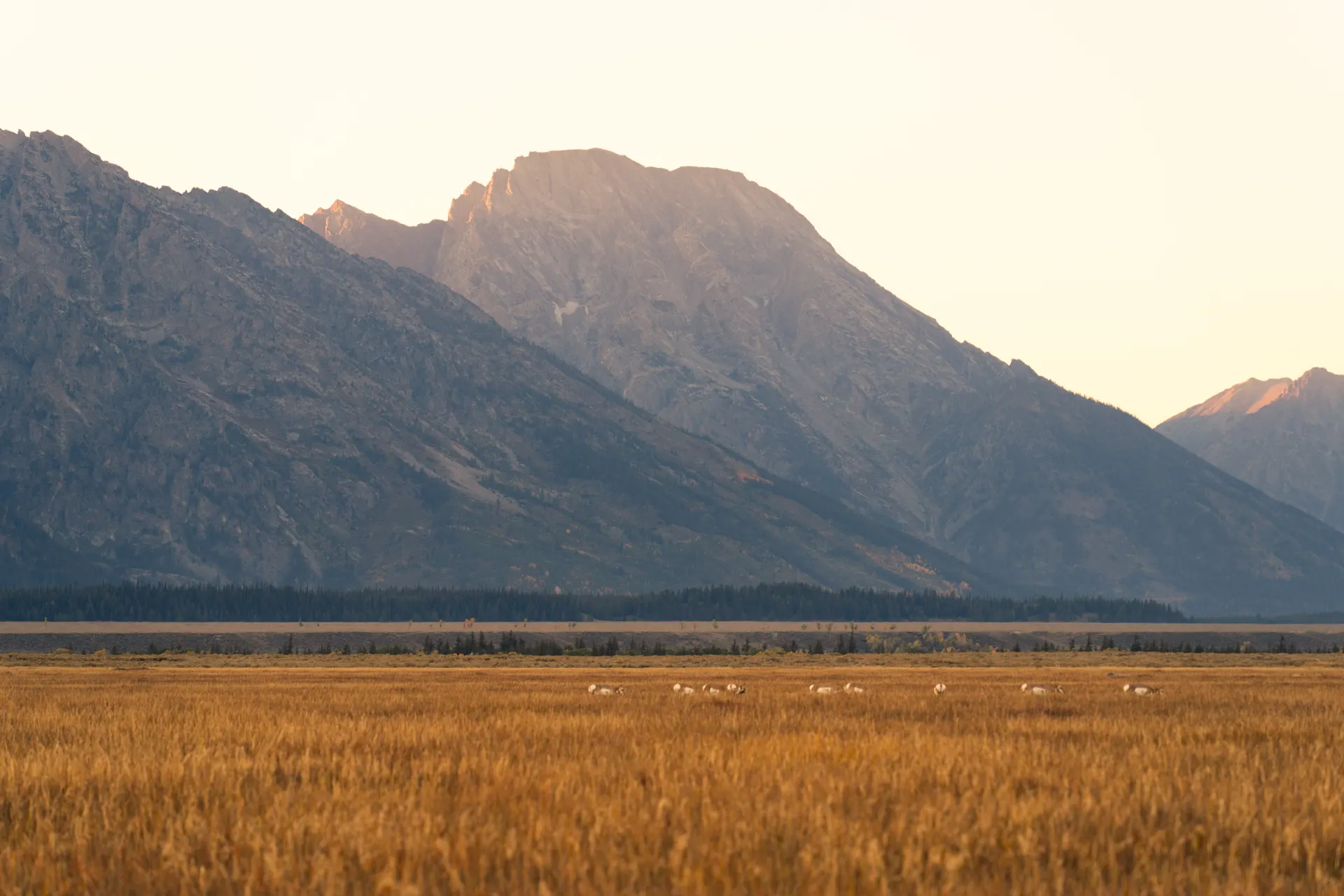 A herd of pronghorn antelopes grazes against the backdrop of the Grand Teton mountains. A herd of pronghorn antelopes grazes against the backdrop of the Grand Teton mountains.