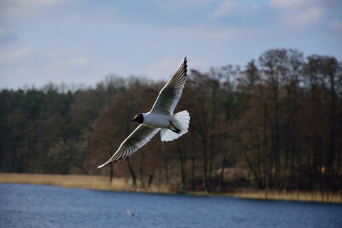Free A seagull in flight above a peaceful lake bordered by a forest, captured in daylight. Stock Photo