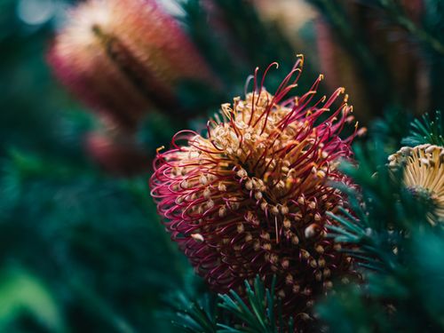 Free Detailed macro shot of a vivid Banksia flower, capturing its intricate structure and colors. Stock Photo