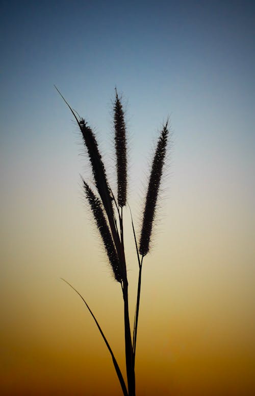 Gratis lagerfoto af blomster, himmel, natur