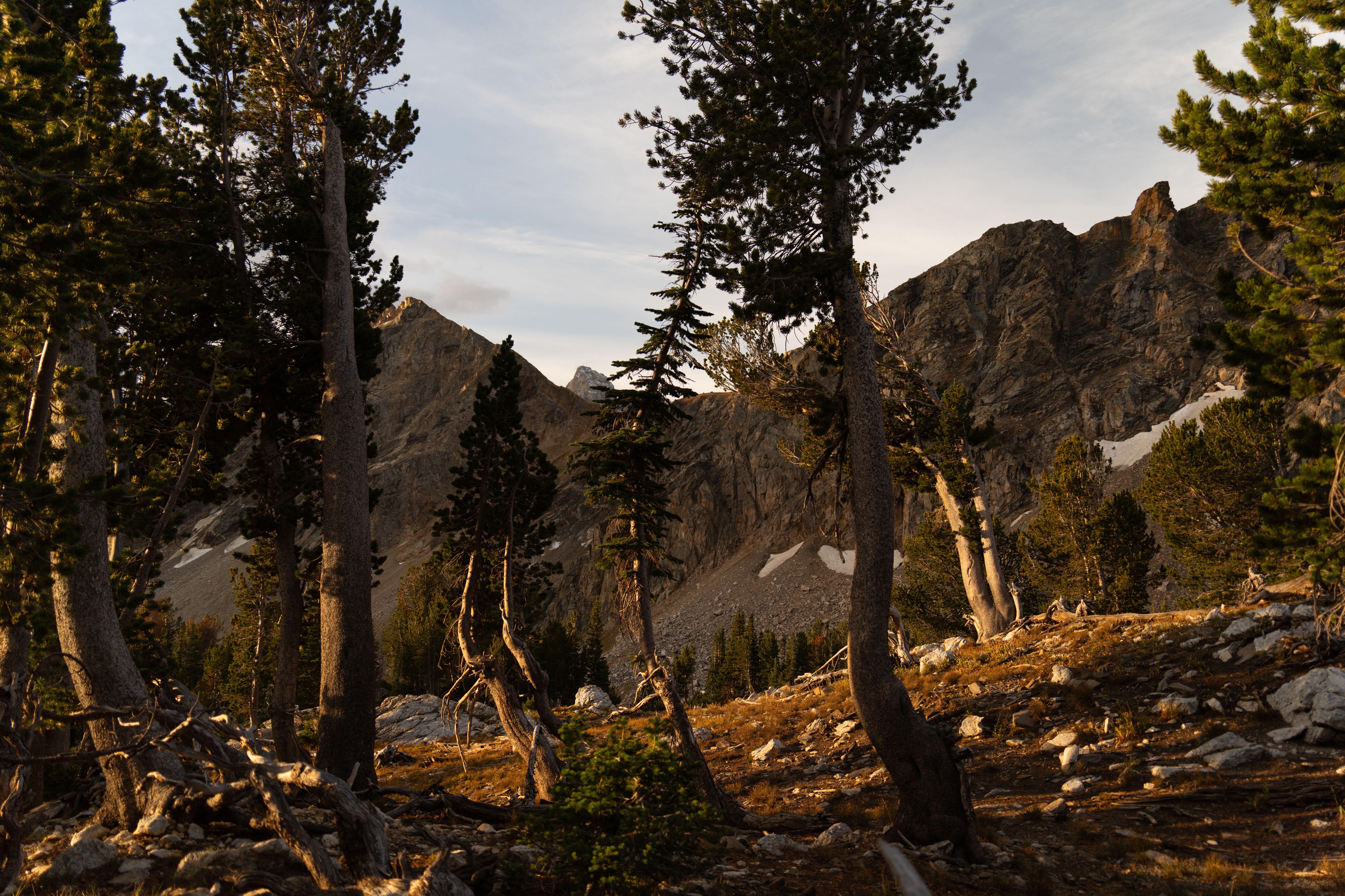 A breathtaking view of a forest in Wyoming's Grand Teton National Park during fall.