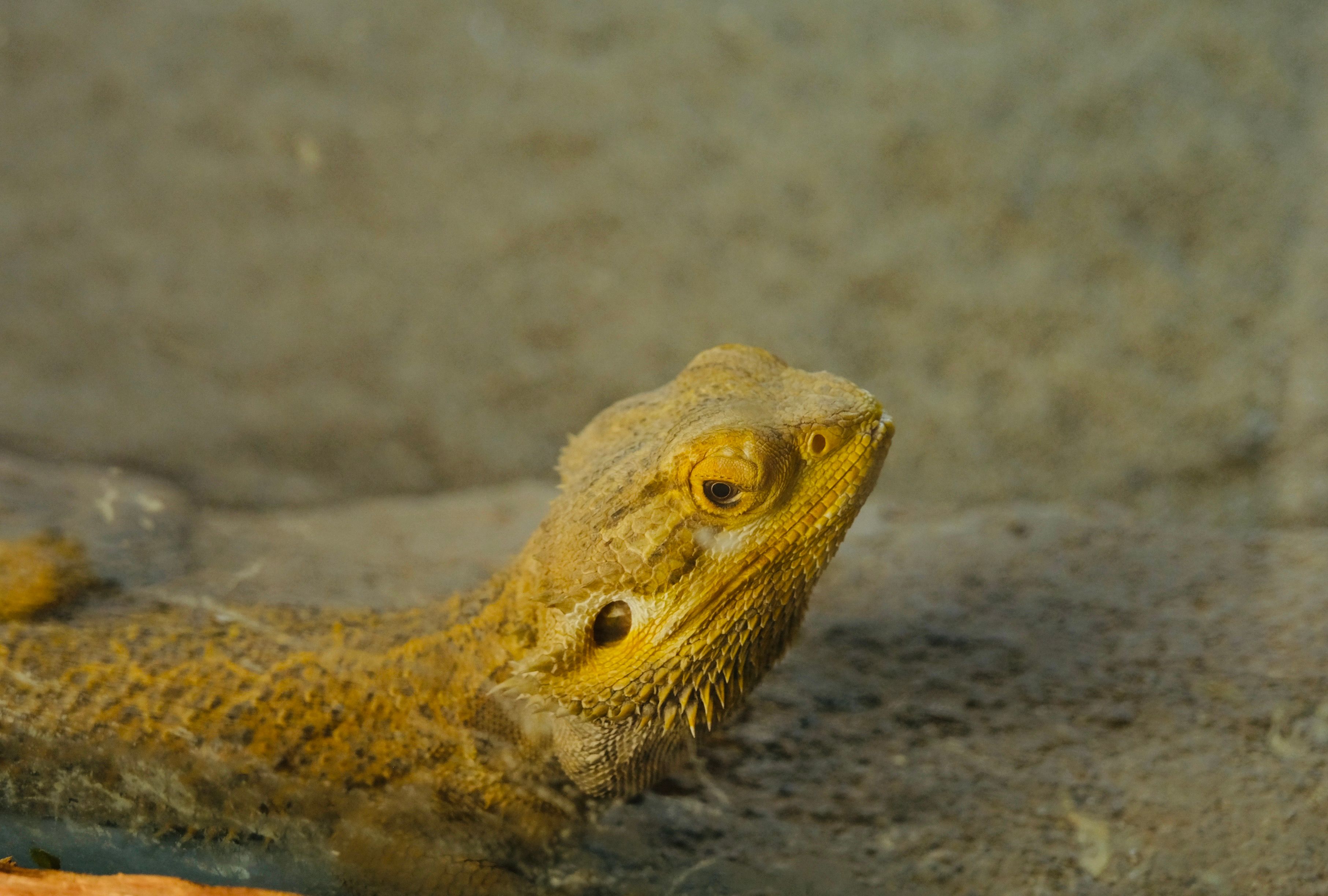 Close-up of a Bearded Dragon Lizard Headshot · Free Stock Photo