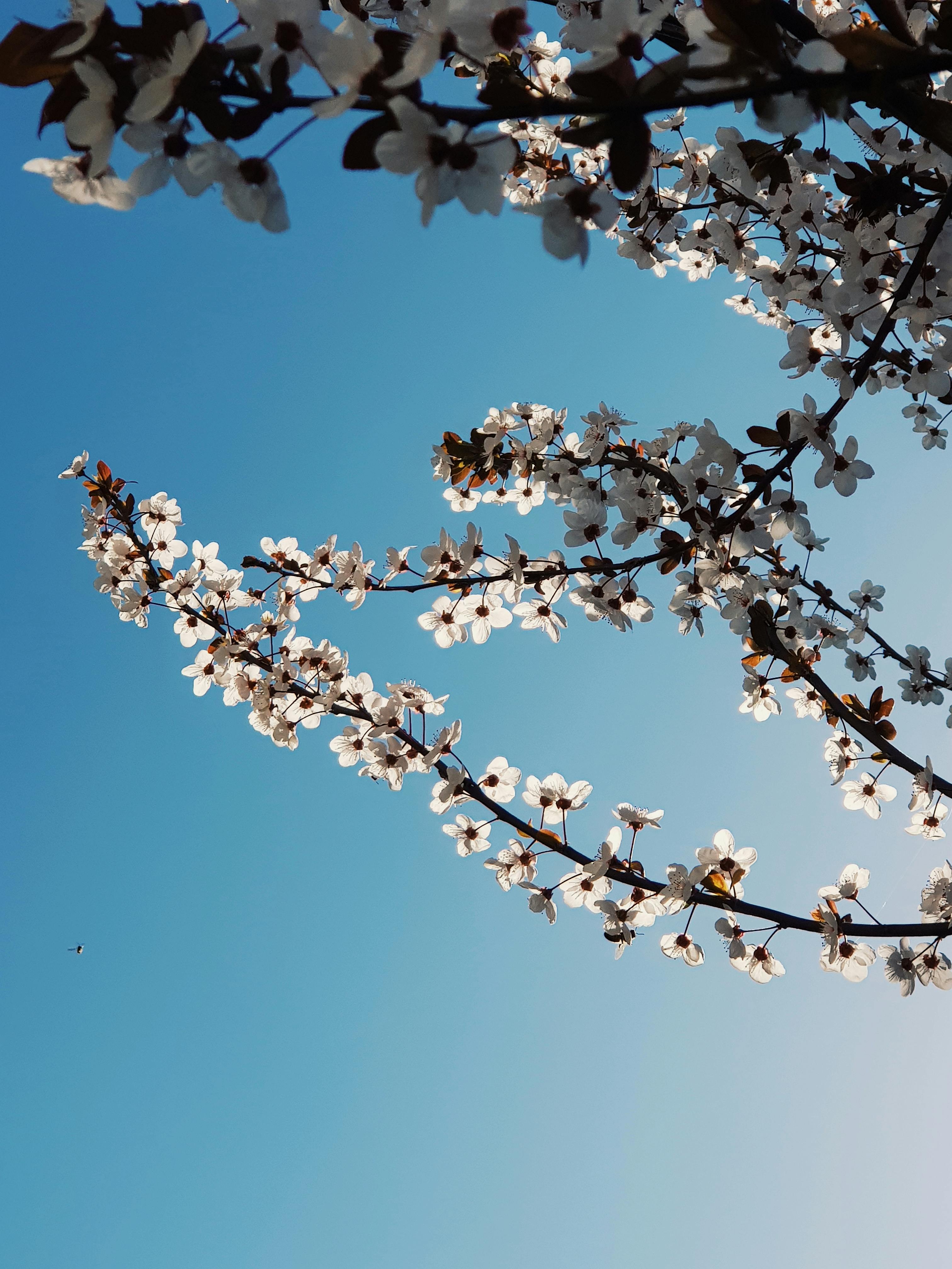 精致的樱花盛开在树枝上，与春日的清澈天空形成鲜明对比