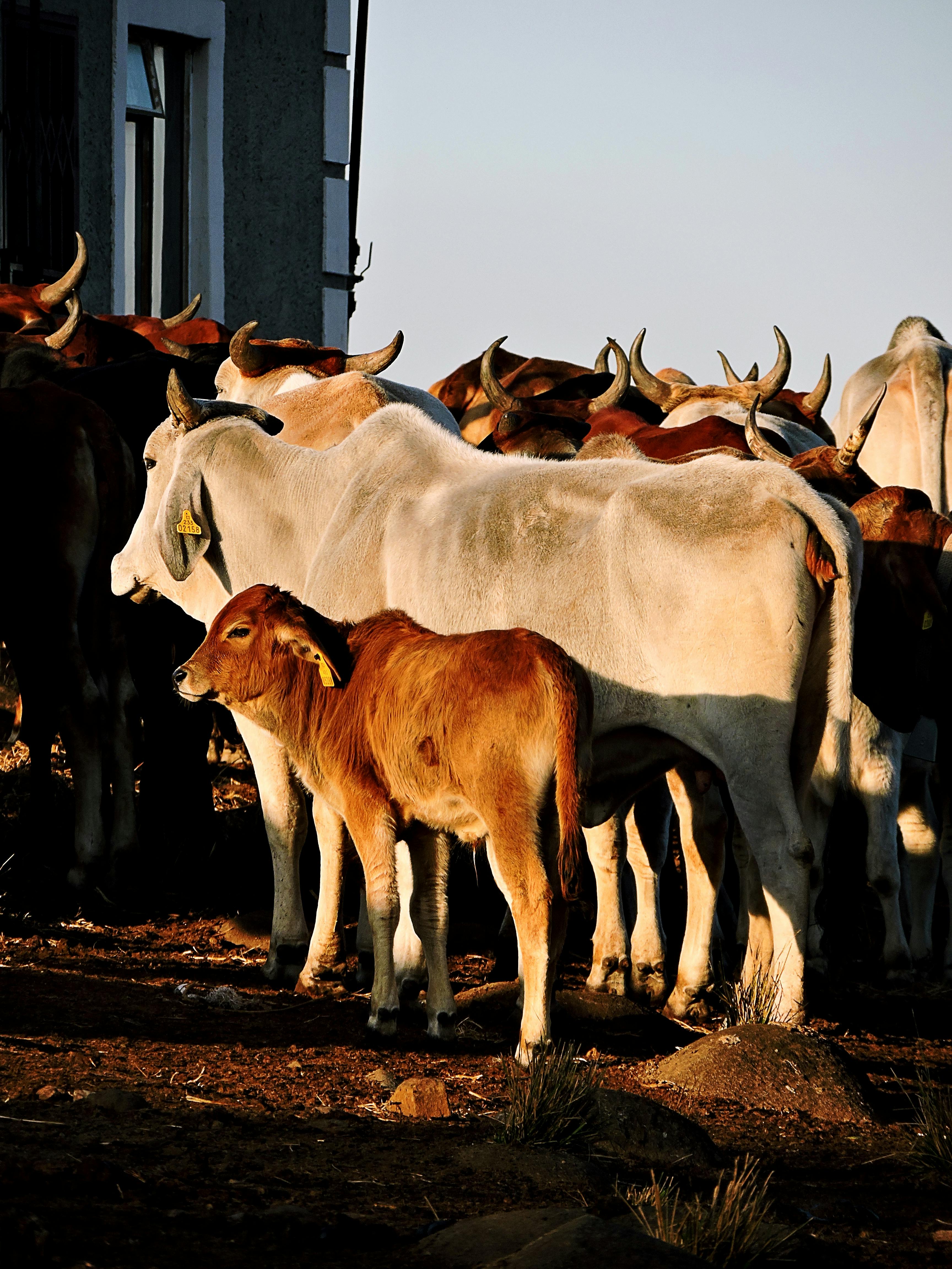 Biofarm insights image