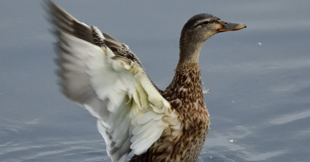 Free stock photo of bird, duck, female