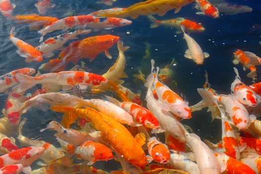 fish photo