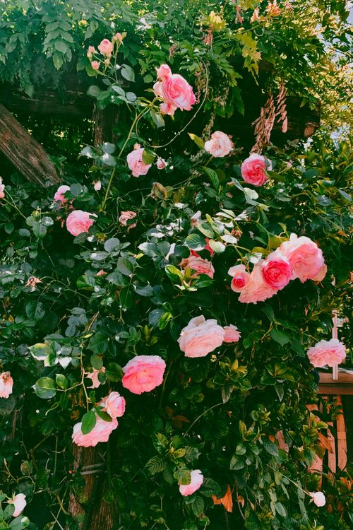 Free Vibrant pink roses flourishing on a garden trellis with lush green foliage. Stock Photo