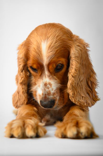 Adorable Cocker Spaniel puppy lying down against a white backdrop, showcasing its soft, wavy ears.