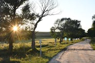 乡村道路两旁的绿树成荫，日落时分，灿烂的光芒营造出宁静的夜晚漫步的氛围