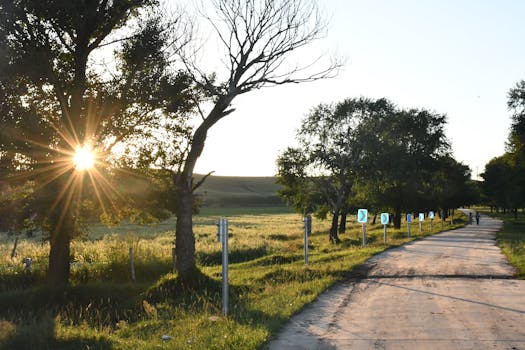 乡村道路两旁的绿树成荫，日落时分，灿烂的光芒营造出宁静的夜晚漫步的氛围