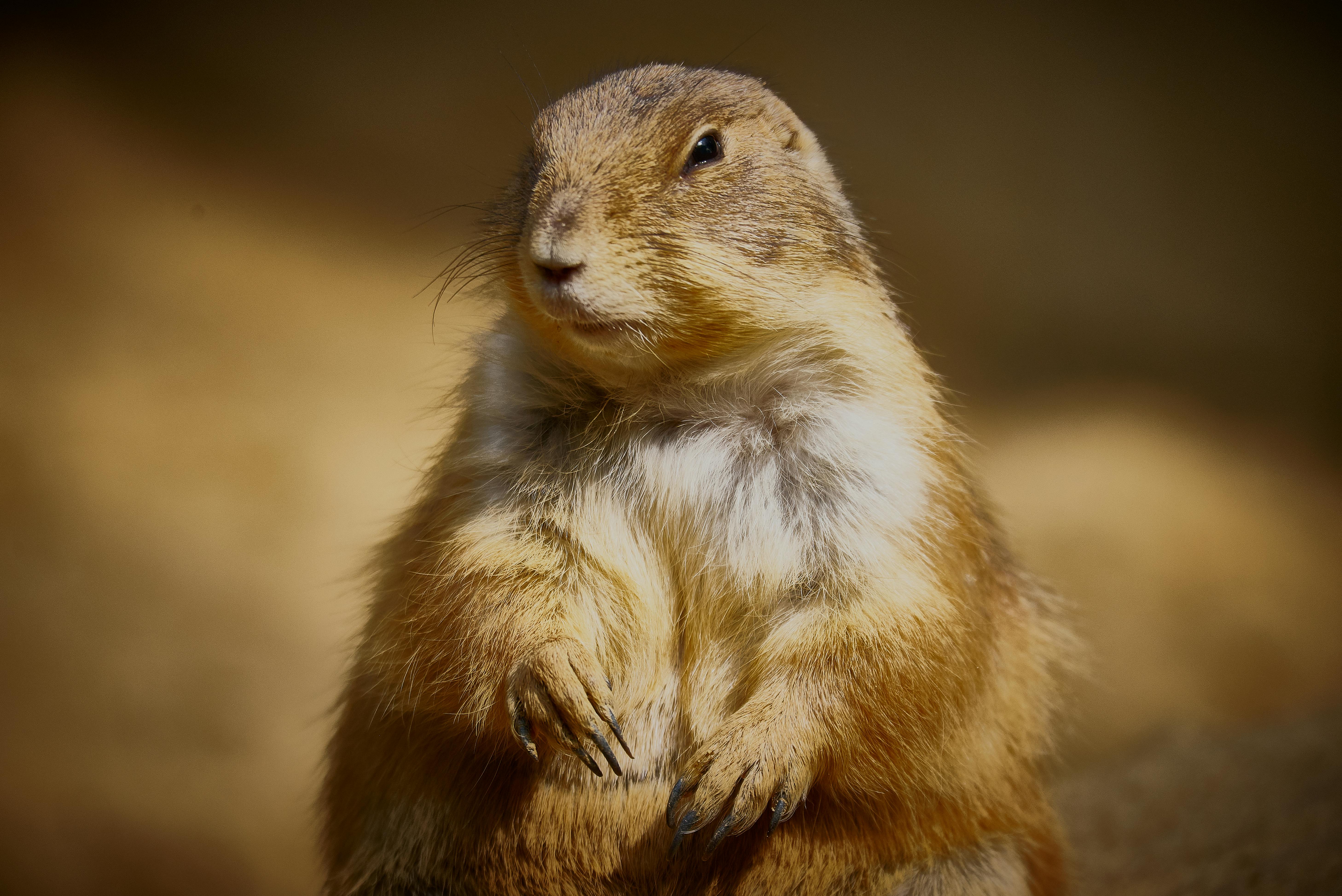 南應漫畫、多動系學生赴日實習 拓展國際視野與專業技能