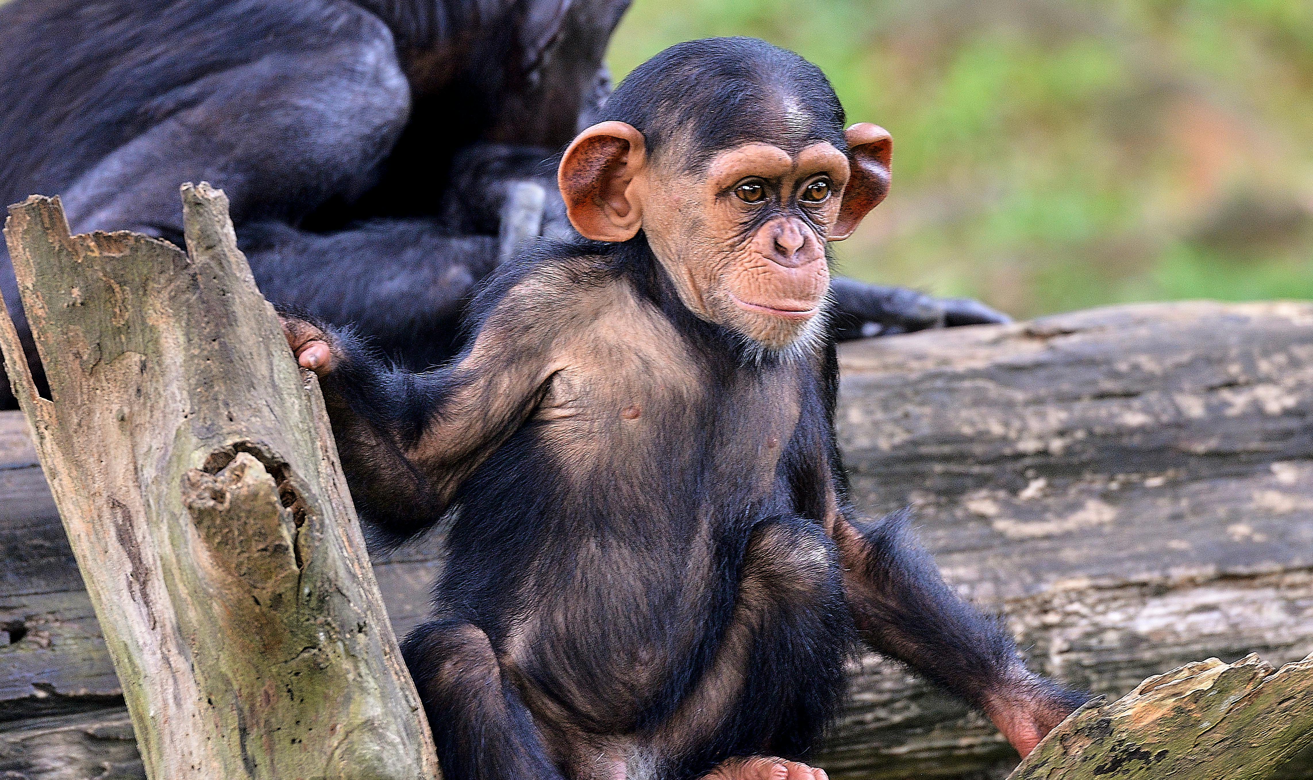 A young chimpanzee sits on a log in Namibia, showcasing its natural habitat and inquisitive nature.