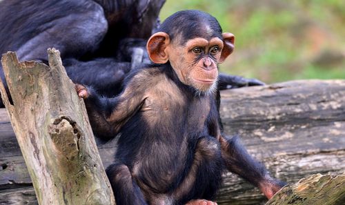 Free A young chimpanzee sits on a log in Namibia, showcasing its natural habitat and inquisitive nature. Stock Photo